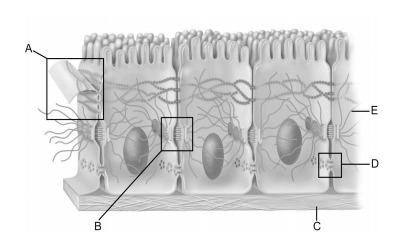 Which letter indicates tunnel-like junctions in the lateral membranes of adjacent-example-1