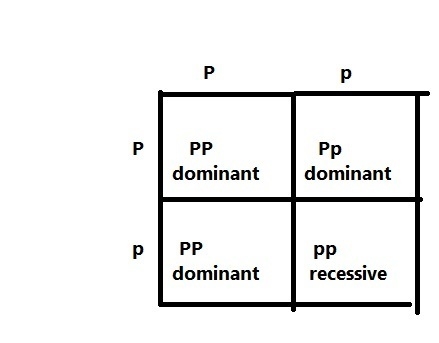 The allele (AA, Aa, or aa) combinations are achieved through what process? Question-example-1