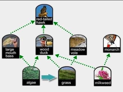 Which statement describes the role of the organism indicated by the blue arrow in-example-1