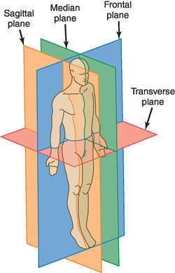 Help!! ASAP!!! An imaginary plane that divides the head so that the face is one side-example-1