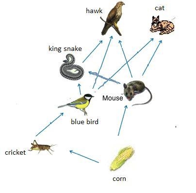 How to construct a food web with mouse, corn, bluebird, king snake, hawk, cat, and-example-1