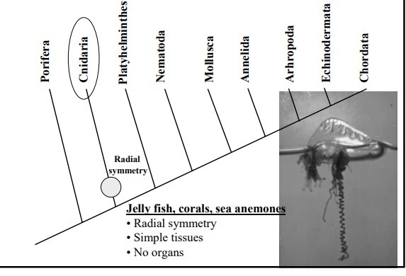 How do jellyfish fit into the cladogram of invertebrates?-example-1