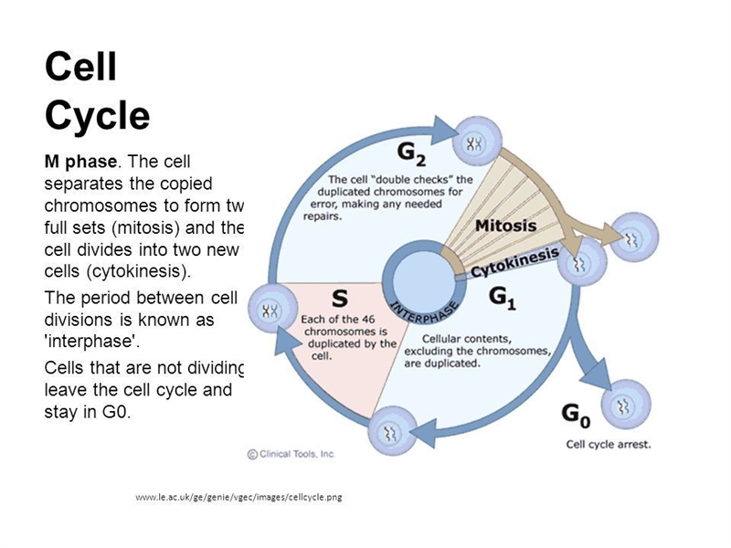 A cell speedn aqqroximately _____ of its cycle in the M phase. 10%,30%,60%,90,%-example-1