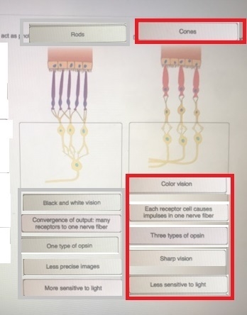 The rods and cones of the retina both act as photoreceptors, but their roles are different-example-1