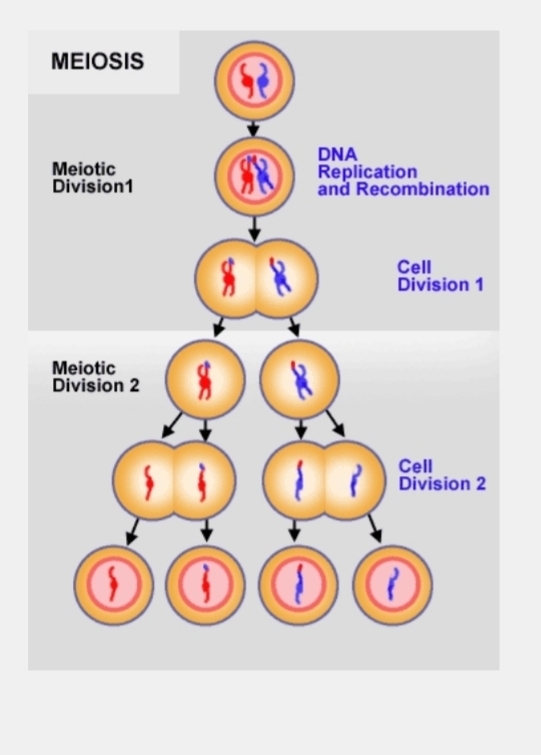 Can someone help me with this multiple choice question? (biology)-example-1