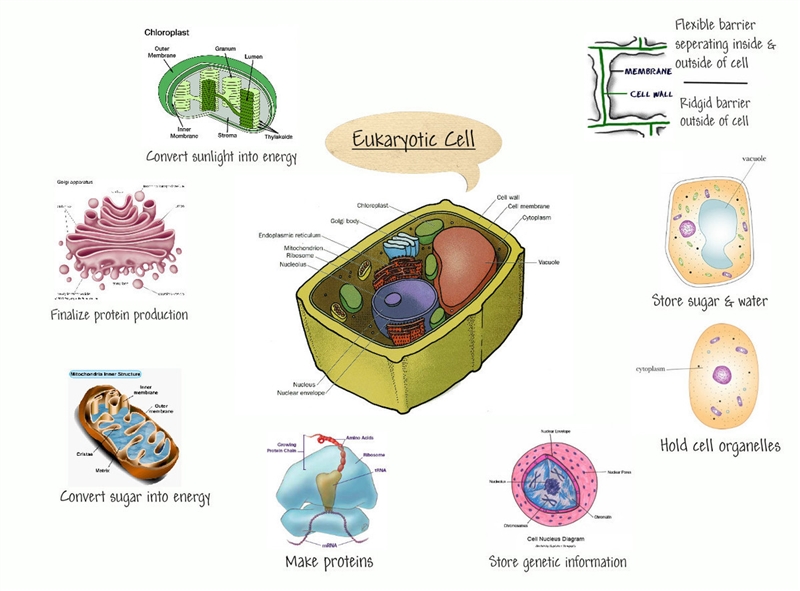 Which of the following is true about cells? A. Cells have specialized components that-example-1