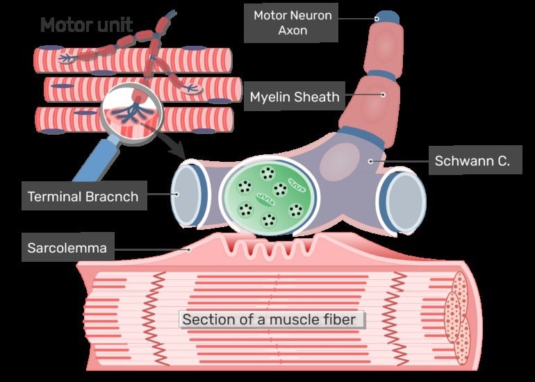 B) describe the components of a neuromuscular junction including key organelles.-example-1