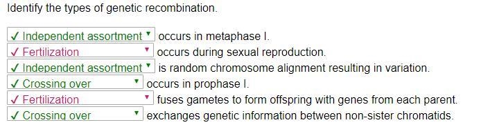 Genetic variation of individual chromosomes occurs during __________. genetic variation-example-1