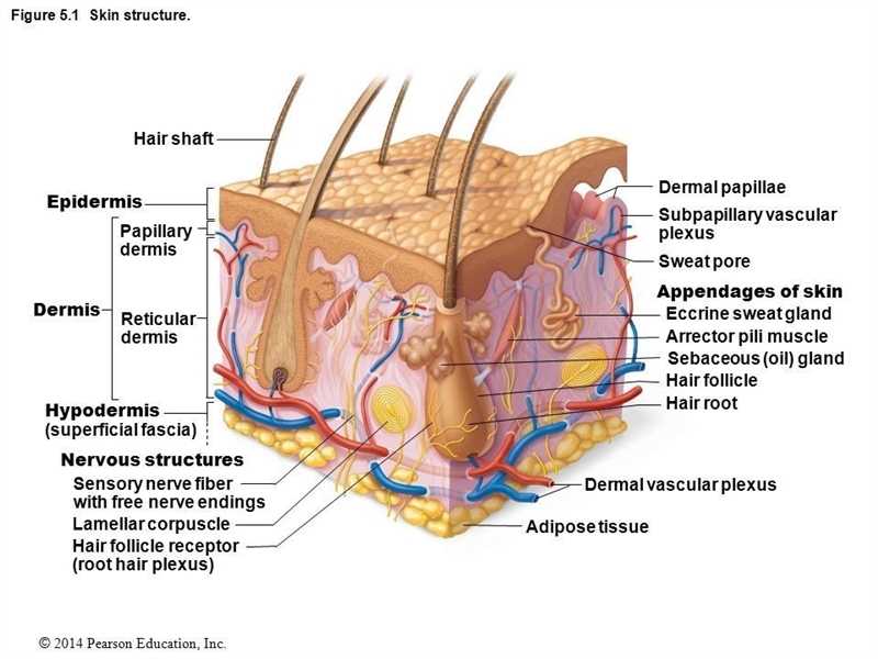 The dermis is composed of the papillary layer and the ___________.-example-1