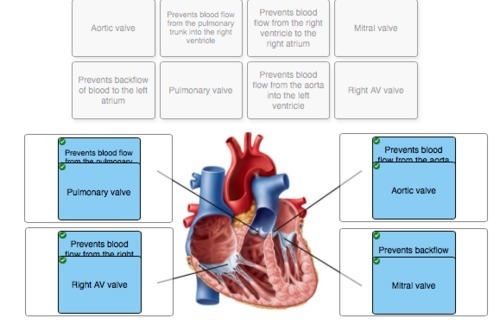 Place the appropriate valve position for the atrioventricular valves (av) and semilunar-example-1