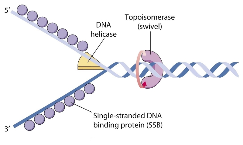 Which enzyme is responsible for relieving the torsional stress caused by dna unwinding-example-1