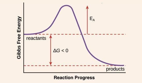 Chemical reactions are most likely to happen when ____? A.Electrons are in an excited-example-1