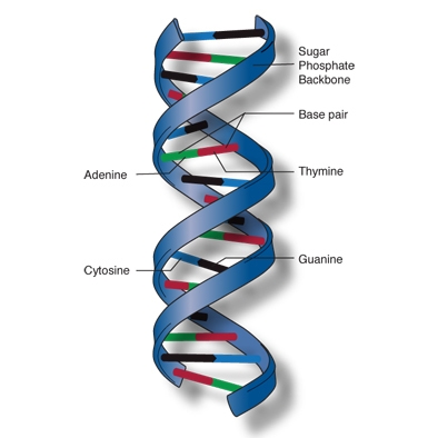 Draw and label a segment of dna showing its helix and complementary base pairing-example-2