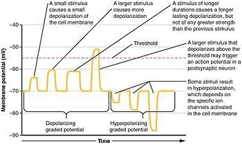 The phenomenon of multiple, overlapping action potentials gradually building muscle-example-1