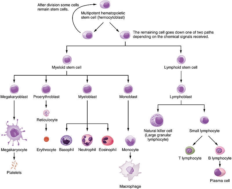 Compare the processes of red blood cell production, white blood cell production, and-example-2