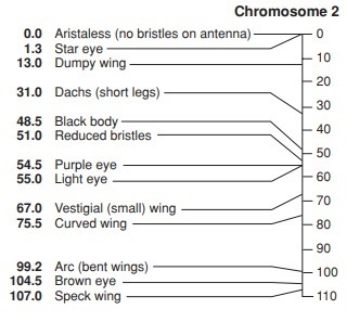 Which two genes in the diagram are most likely to be separated during a crossover-example-1