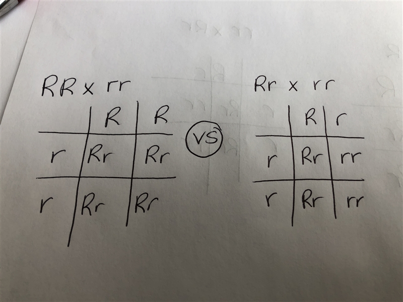 Explain how you could determine wheater seeds in packets of round pea seeds have a-example-1