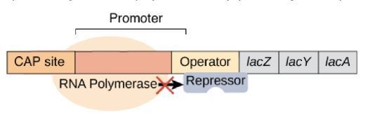 Inhibition of transcription by lac repressor involves its binding to the promoter-example-1