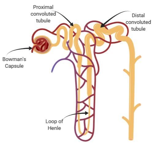 Glomerulitis can cause an accumulation of protein in the urine called _______.-example-1