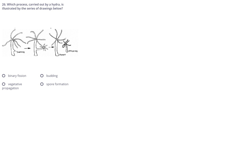 Which process carried out by a hydra is illustrated by the series of drawings below-example-1