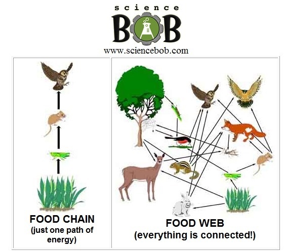 Why is a food web a better model than a food chain for showing feeding relationships-example-1