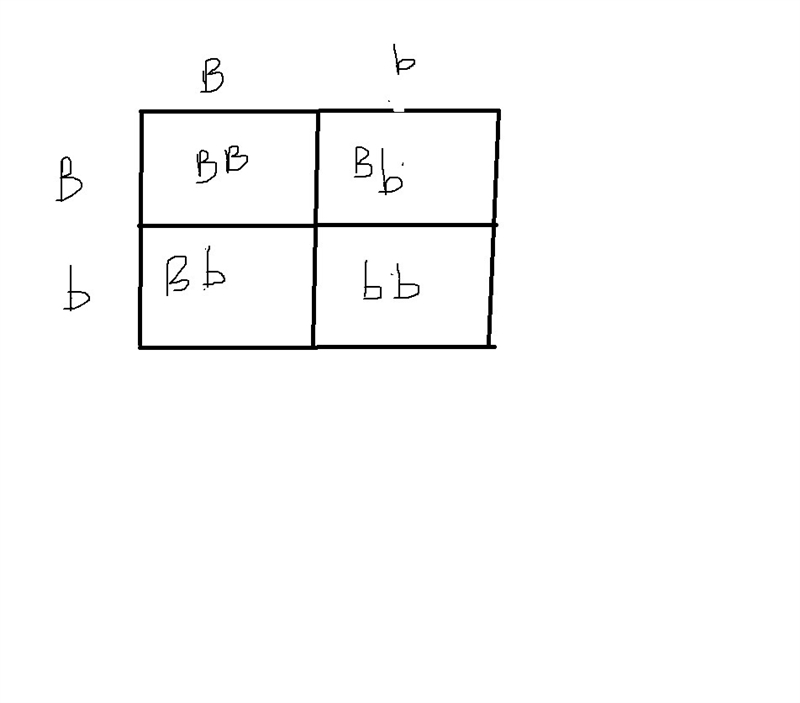 20 POINTS - MONOHYBRID CROSS Complete the following monohybrid cross. Two parents-example-1