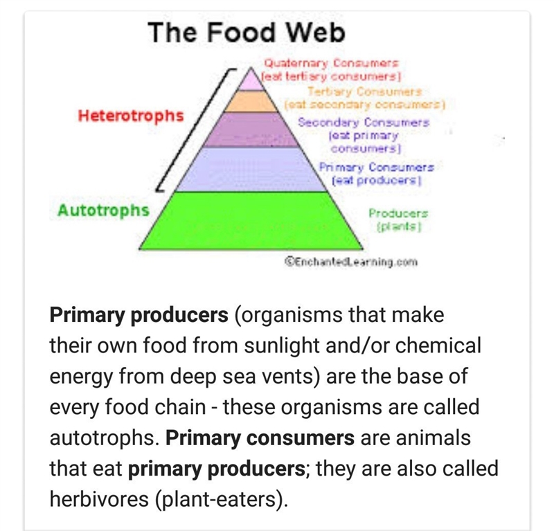 How are producers related to primary consumers in an ecosystem? A. Producers eat primary-example-1