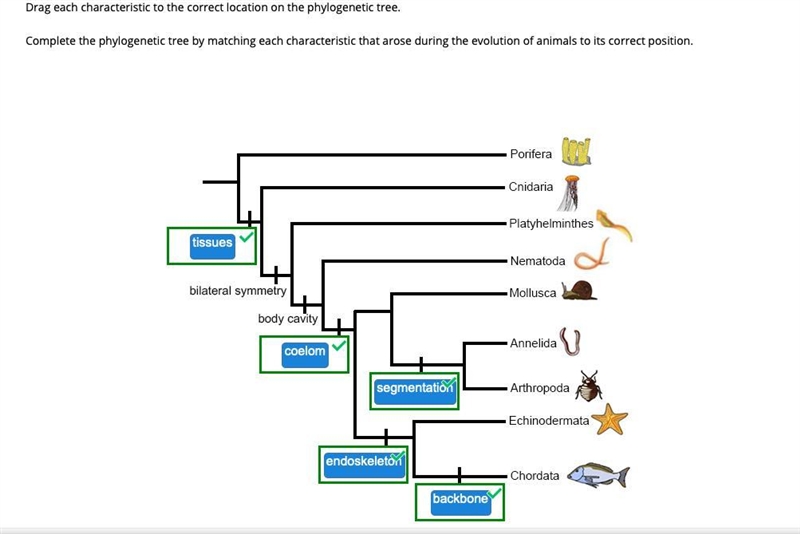 A researcher investigates an organism found on the ocean floor. The organism is asymmetrical-example-4