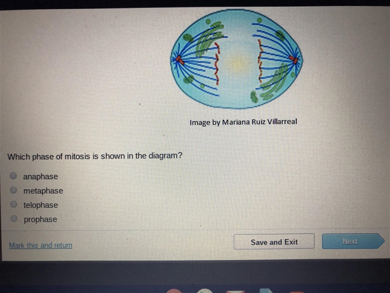 Which phase of mitosis is shown in the diagram-example-1