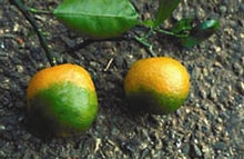 You are an orange farmer in florida and your trees suffer from citrus greening. what-example-1