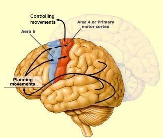 Which part of the brain controls body functions related to skeletal muscles?-example-1