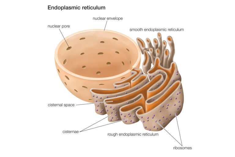 What is the definition for endoplasmic reticulum-example-1