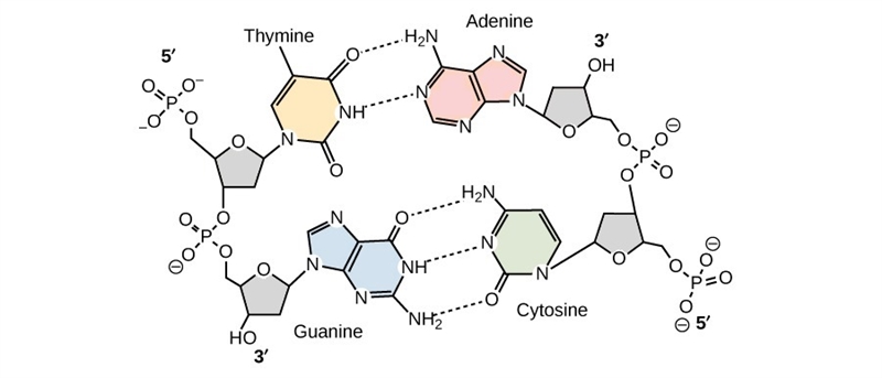 Draw and label a segment of dna showing its helix and complementary base pairing-example-1