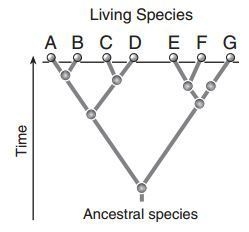 Which two species are likely to have the most similar dna base sequences?-example-1