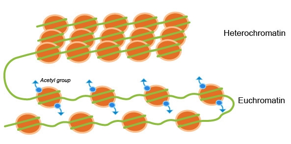 Why does chromatin remodeling have to be the first step in gene activation? why does-example-1