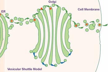 A scientist develops a chemical that prevents golgi bodies from functioning. contrast-example-1