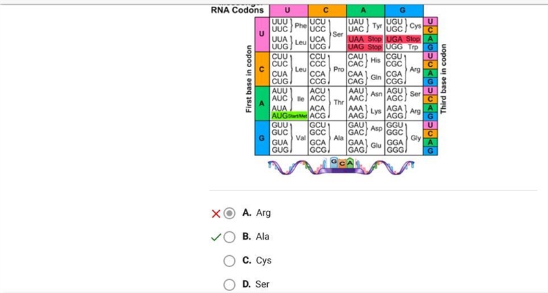 A strand of mrna has the bases guanine-cytosine-uracil. which amino acid corresponds-example-1