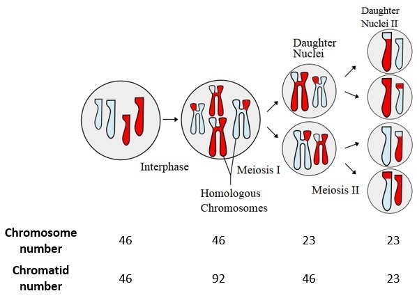 How does meiosis ensure that the chromosome number in each cell remains constant in-example-3