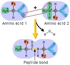 When two amino acids are joined together to form a peptide bond there is a net … (1 point-example-1