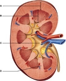 The area at c will eventually drain urine into the __________.-example-1