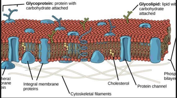 The fluid mosaic model shown above describes the structure and function of A. nuclei-example-1