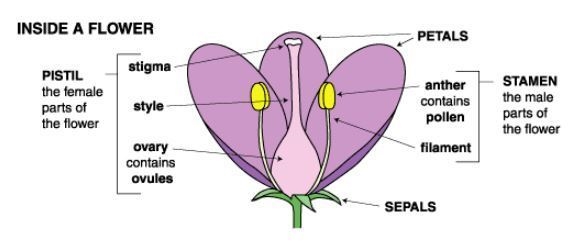 List the parts of a flower, and describe the function of each part.-example-1