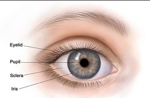 The colored part of the human eye that controls how much light passes through the-example-1