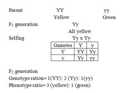 In pea plants, yellow seed color is dominant and green seed color is recessive. What-example-1