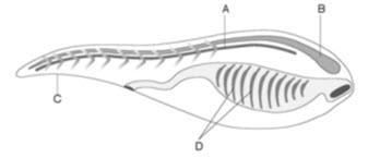 Looking at figure 25-1 above. wich letter represents the hollow nerve cord? a b c-example-1