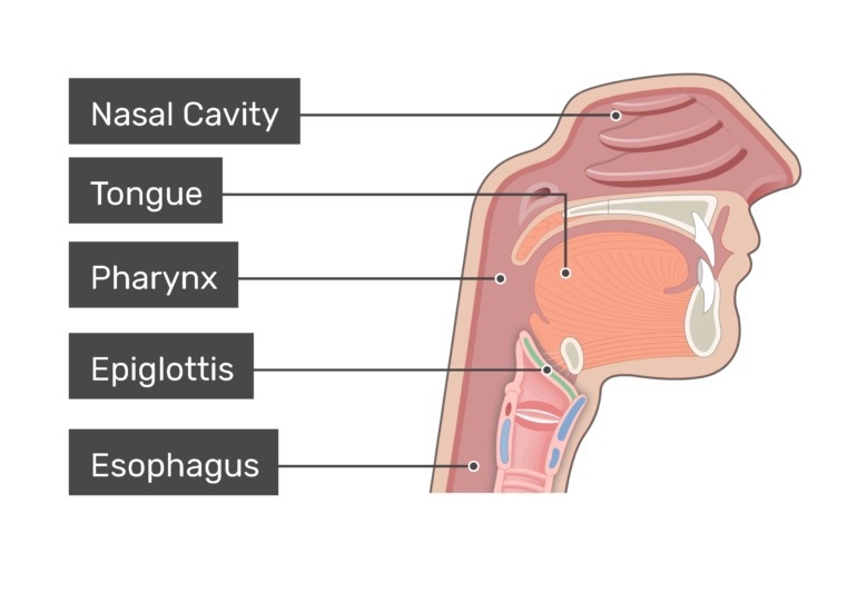 The cartilage formation which divides the trachea from the esophagus during swallowing-example-1