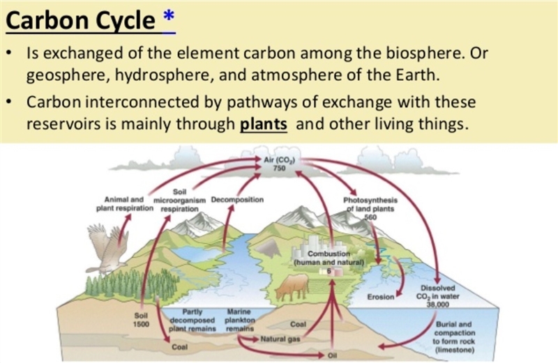 Explain the carbon cycle.-example-1