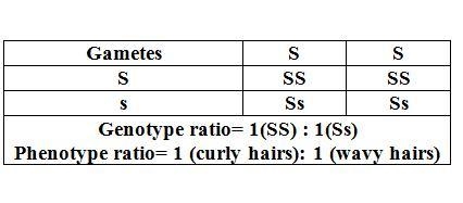 In humans, straight hair can be represented as ss and curly hair as ss. hair texture-example-1