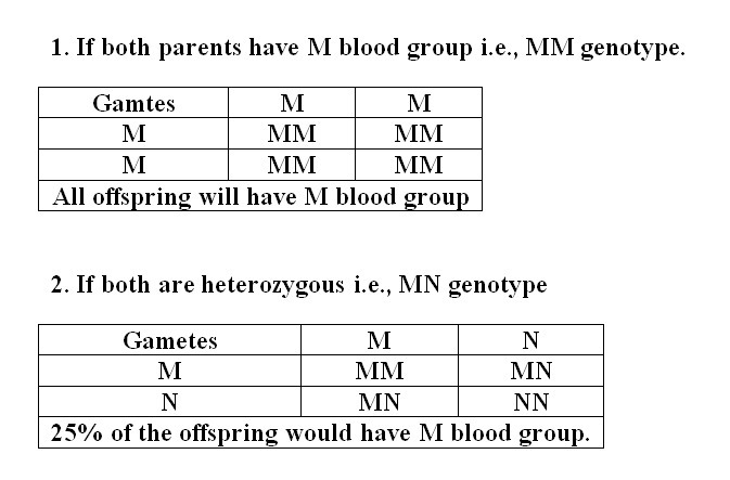 A gene for the MN blood group has codominant alleles M and N. If both children are-example-1