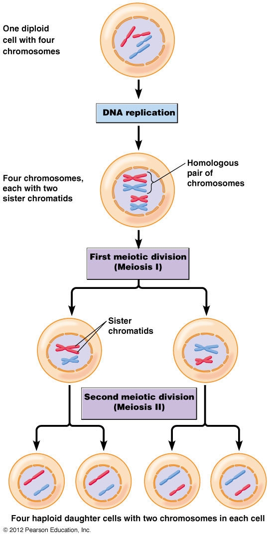 Suggest a way you could improve the models to better represent the process of meiosis-example-1